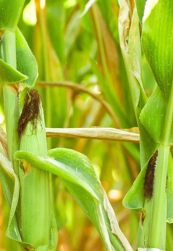 Democratic Republic of the Yoruba say no to GMO foods and seeds